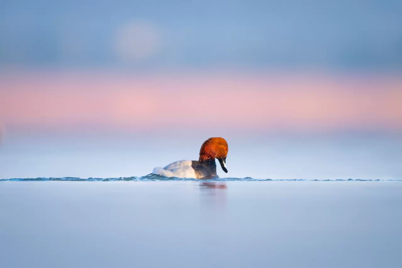 Uluabat Gölü'ndeki 11 ada kuşlara ev sahipliği yapıyor 2