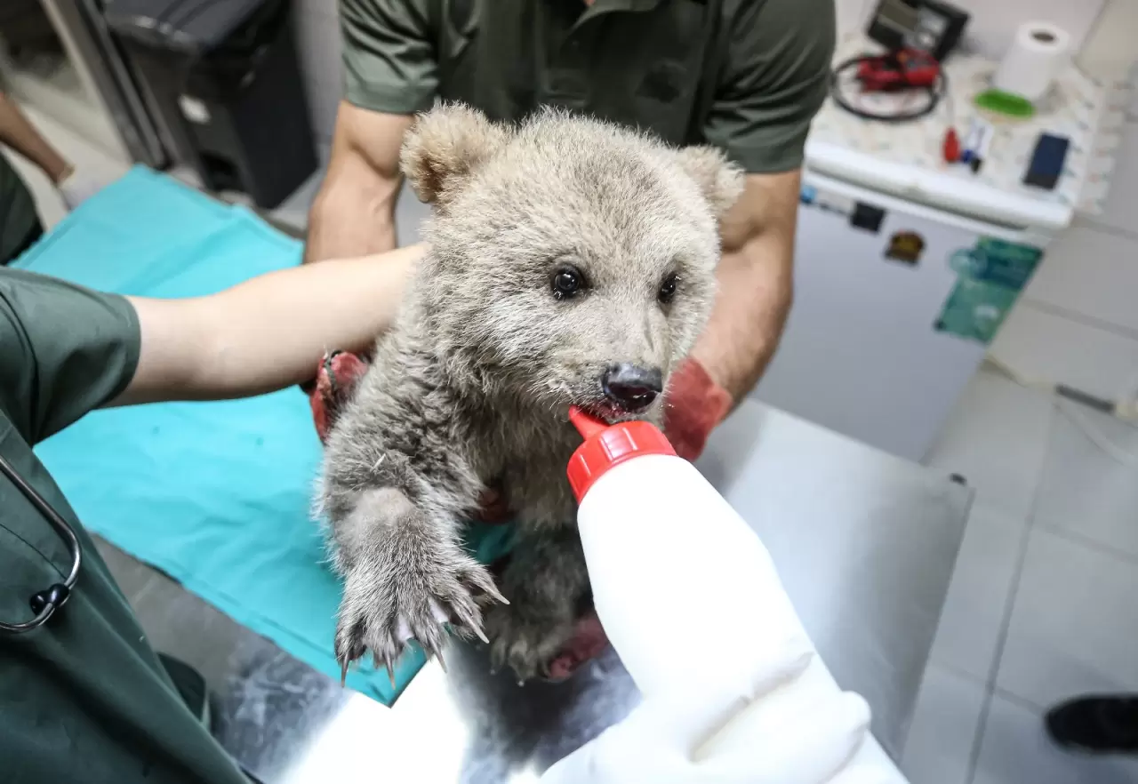 "Ayılara Özgürlük Projesi" ile 75 boz ayı güvenli alanda yaşıyor 2