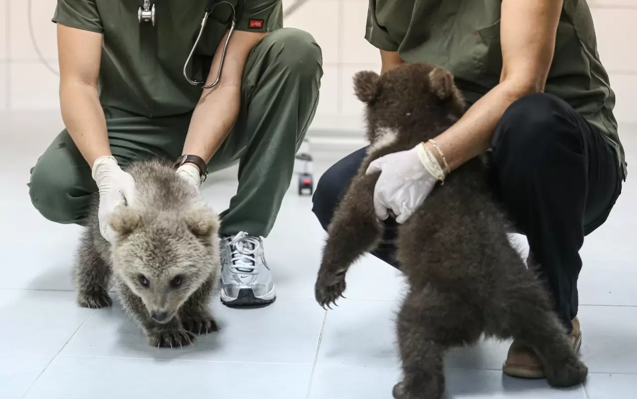 "Ayılara Özgürlük Projesi" ile 75 boz ayı güvenli alanda yaşıyor 3
