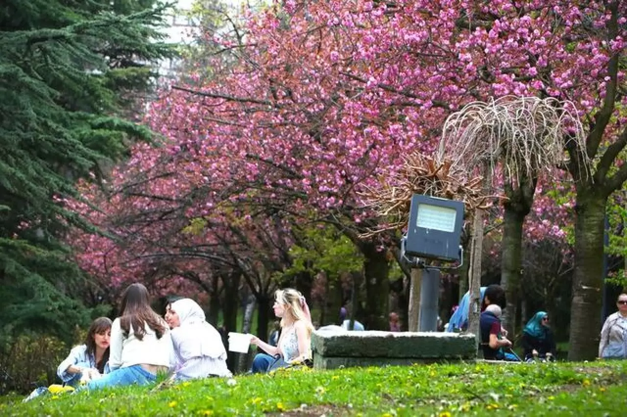 Ankara'da Dikmen Vadisi Japon kiraz ağacı sakuraların çiçek açmasıyla renklendi 1