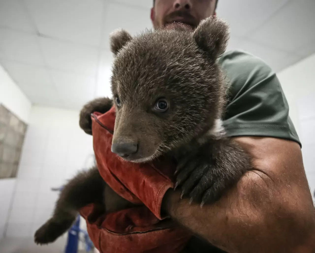 "Ayılara Özgürlük Projesi" ile 75 boz ayı güvenli alanda yaşıyor 5