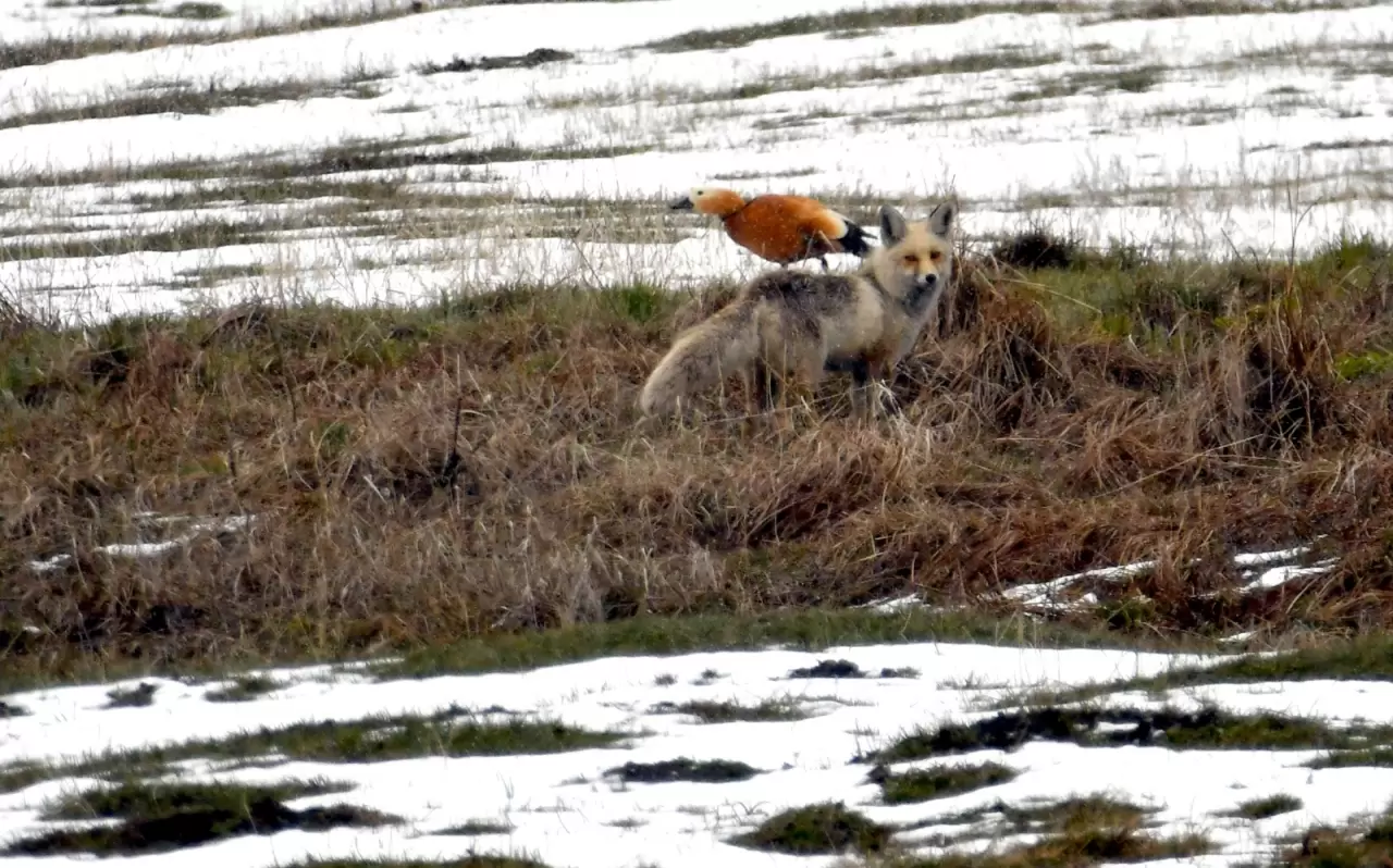 Sarıkamış'ta yaban hayvanları karlı arazide yiyecek aradı 3