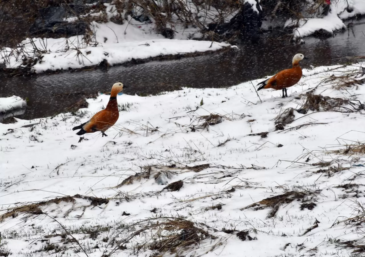 Sarıkamış'ta yaban hayvanları karlı arazide yiyecek aradı 1