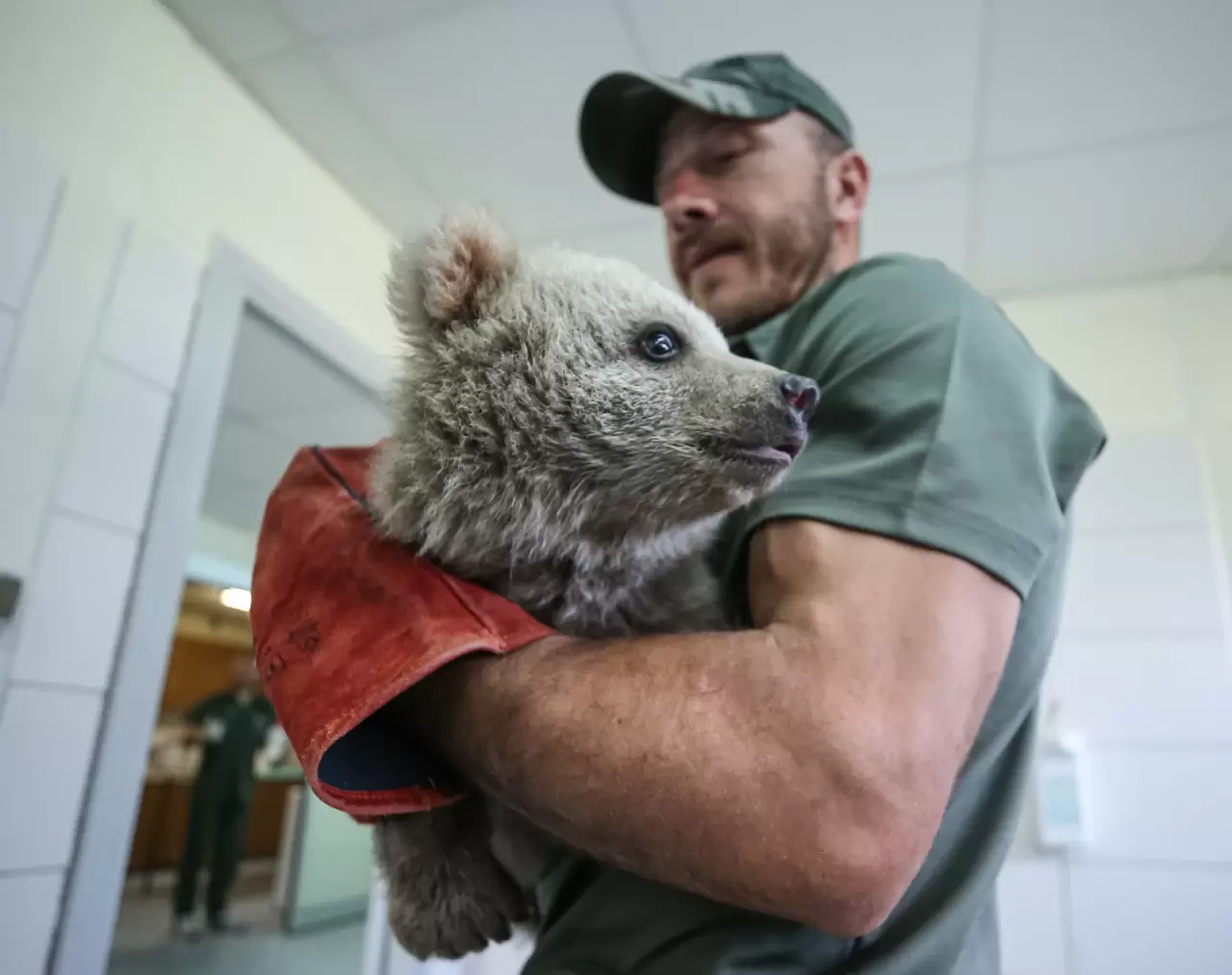 "Ayılara Özgürlük Projesi" ile 75 boz ayı güvenli alanda yaşıyor 7