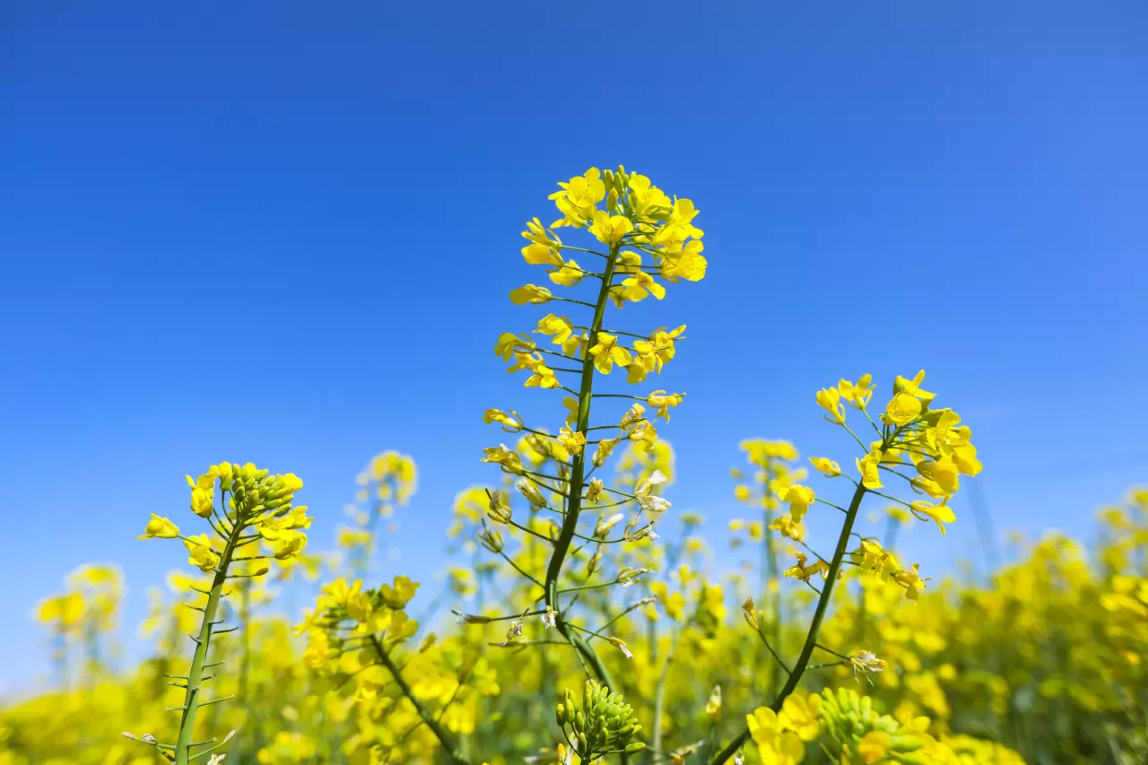 Tekirdağ'da kanola tarlalarından görsel şölen 4