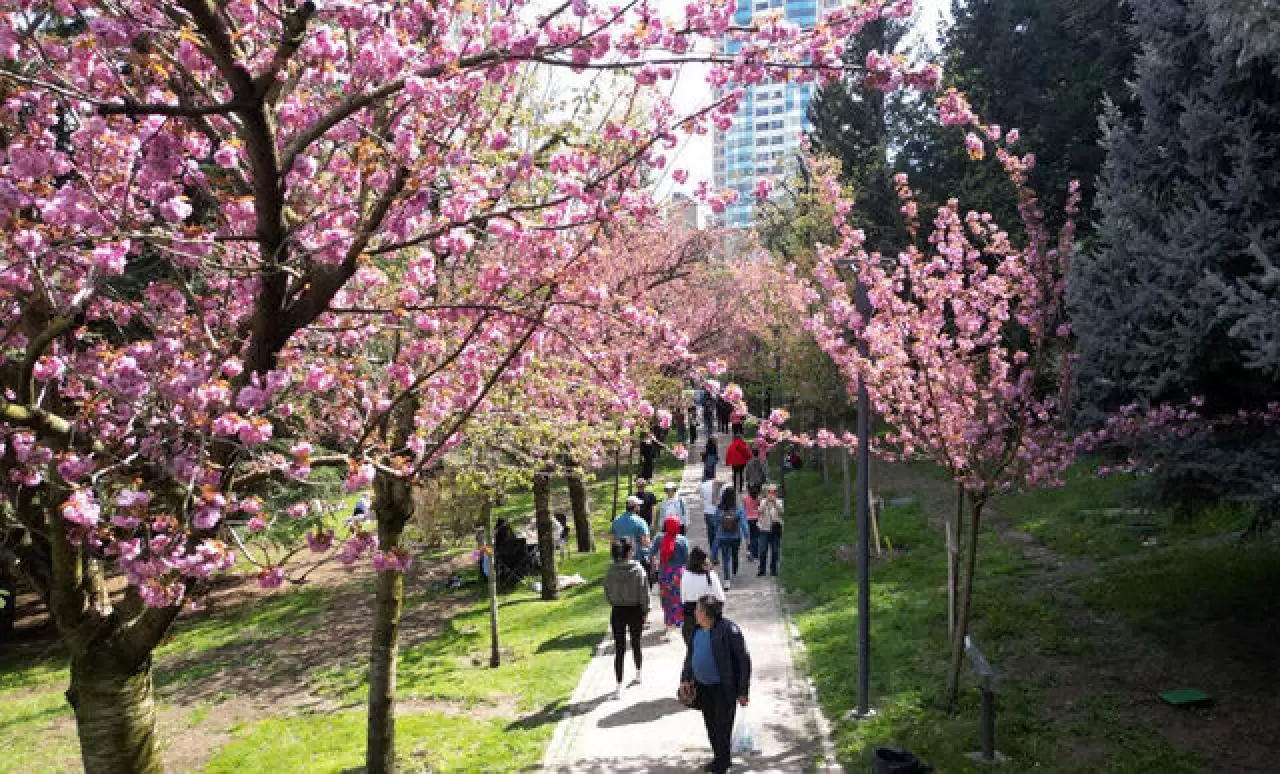 Ankara'da Dikmen Vadisi Japon kiraz ağacı sakuraların çiçek açmasıyla renklendi 2