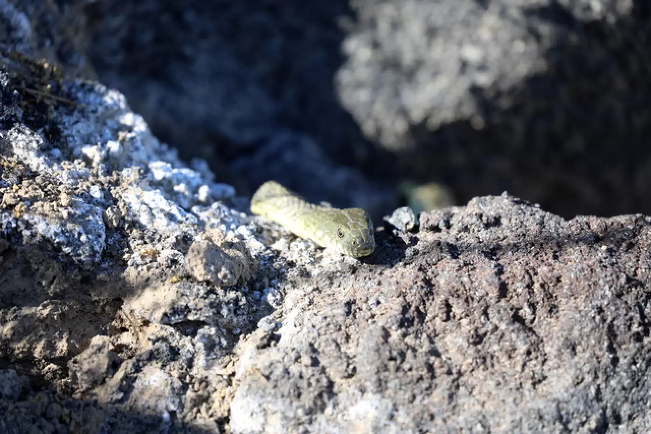 Dünyada sadece Ağrı Dağı'nda yaşıyor 5