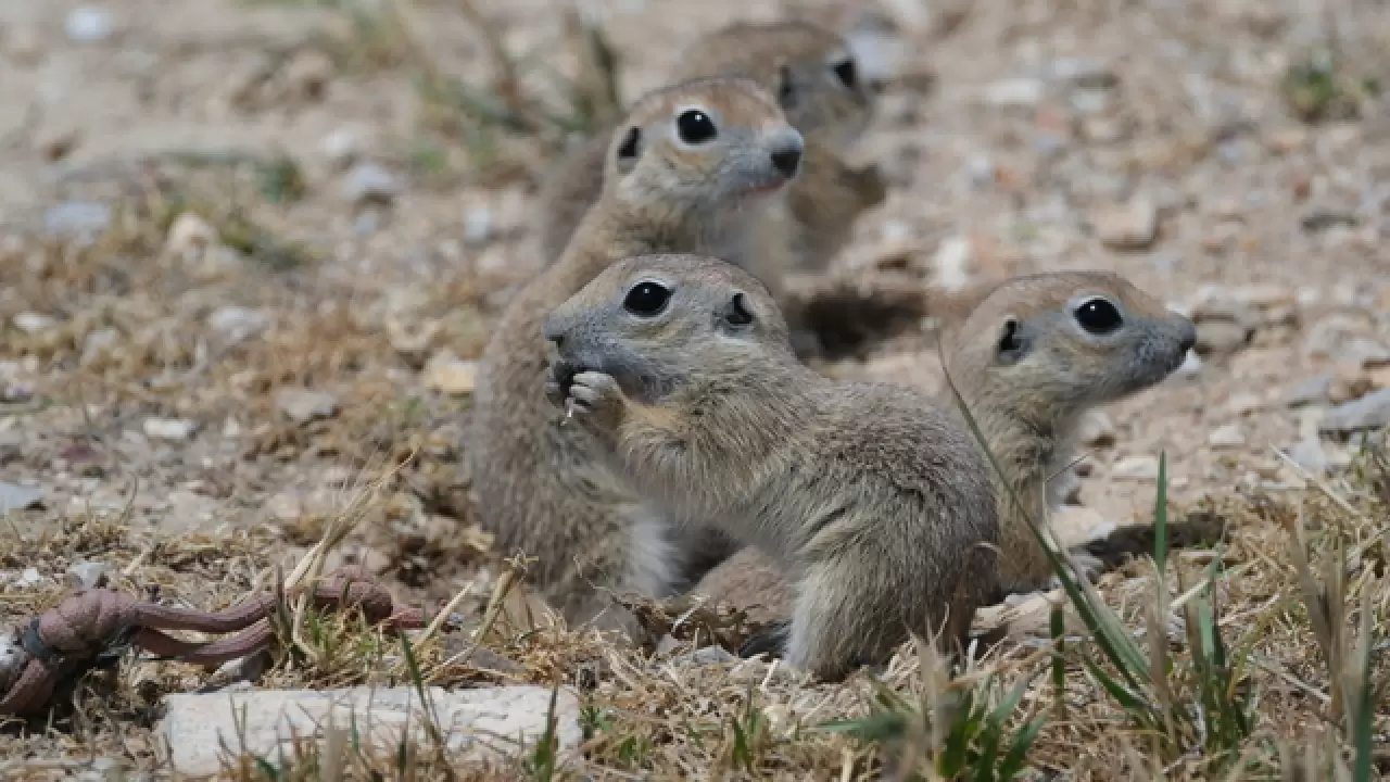 Anadolu yer sincapları çayırlık bölgede doğa fotoğrafçısına yakalandı 5