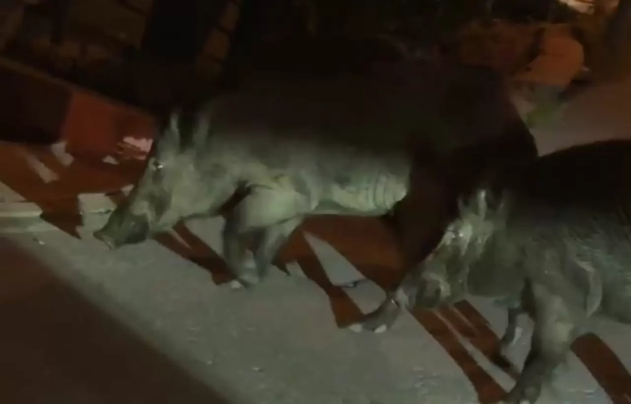 Ordu'da aç kalan yaban domuzları sokakları mesken tuttu 2