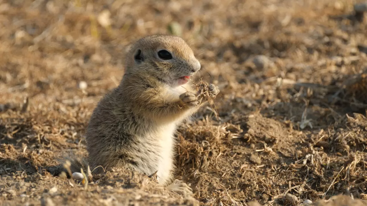 Anadolu yer sincapları çayırlık bölgede doğa fotoğrafçısına yakalandı 9