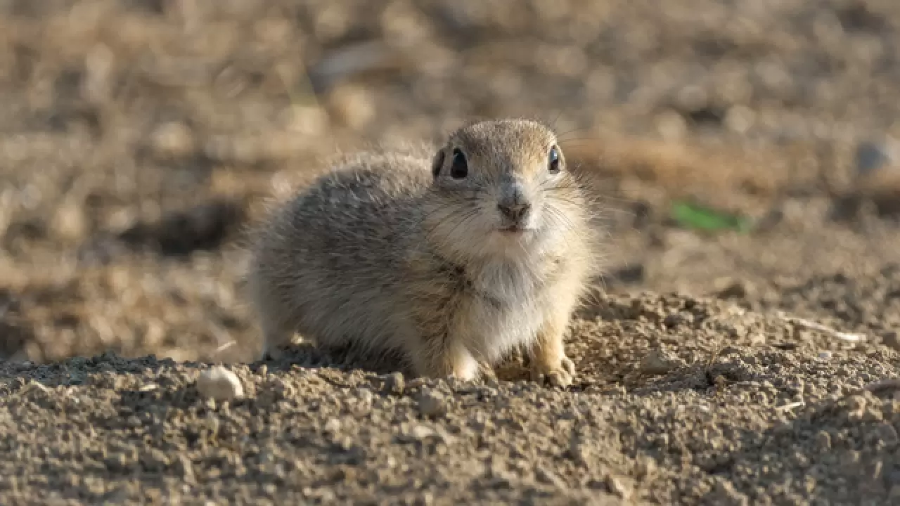 Anadolu yer sincapları çayırlık bölgede doğa fotoğrafçısına yakalandı 1