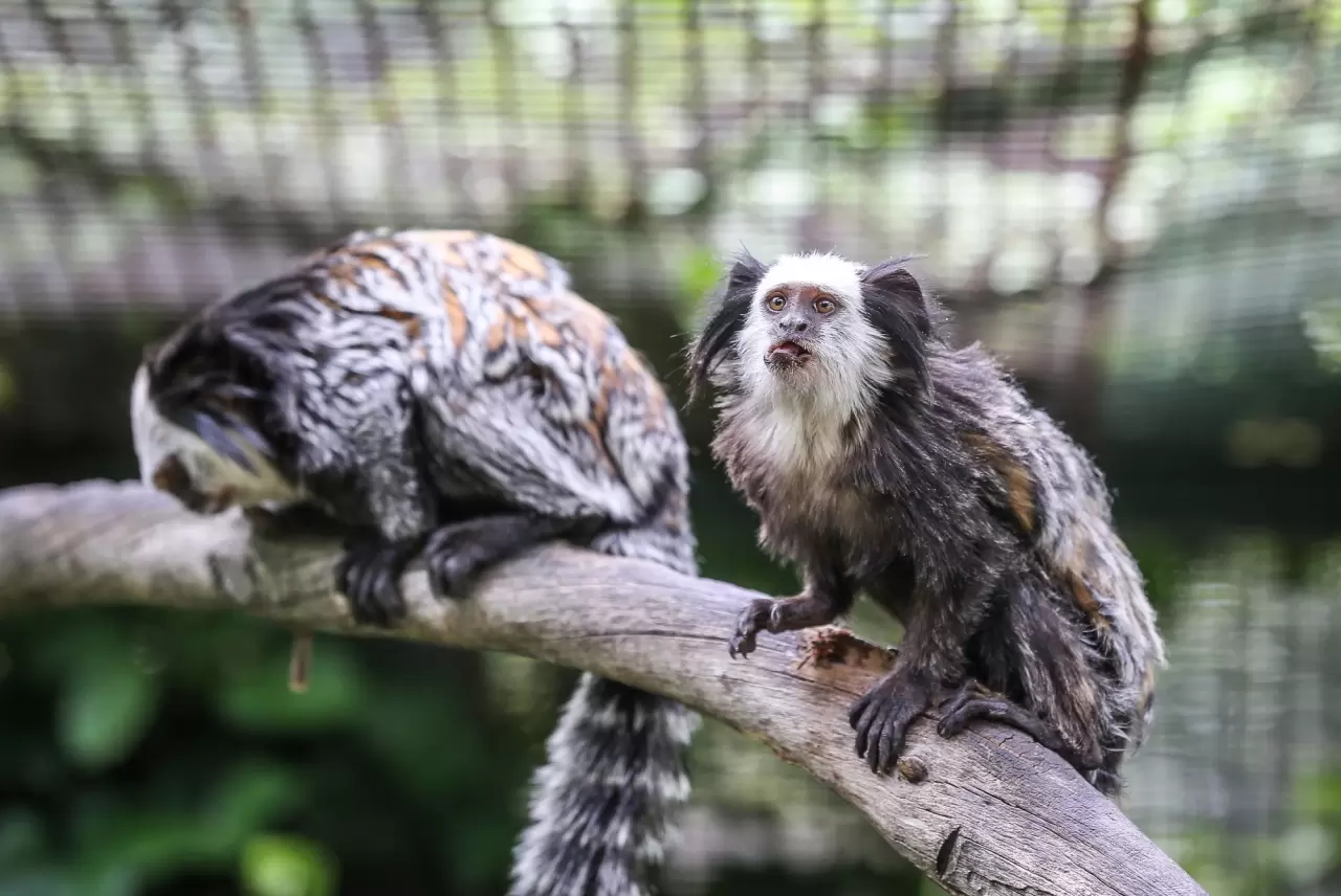 Bursa Hayvanat Bahçesi'nin küçük sakinleri 1