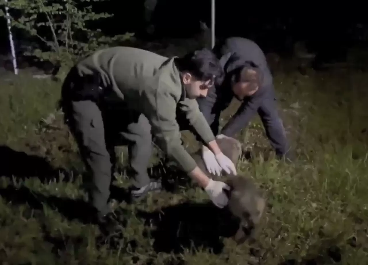 Doğada yalnız bulunan yavru ayılar koruma altına alındı 4