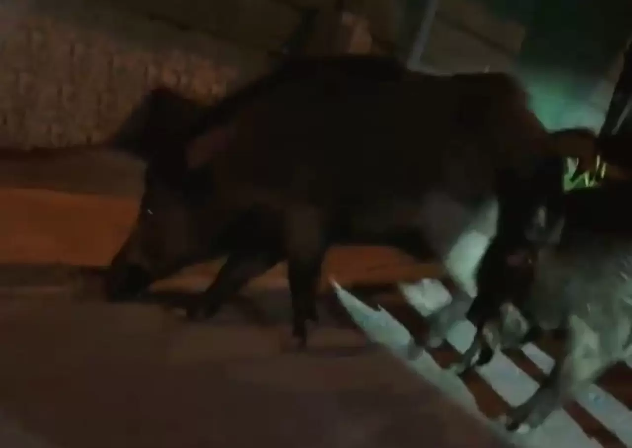 Ordu'da aç kalan yaban domuzları sokakları mesken tuttu 3