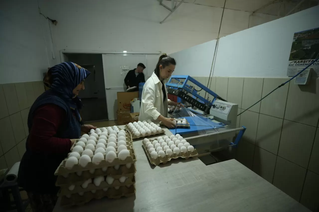 Yapay zekayı ile tavuk yetiştirecek 3