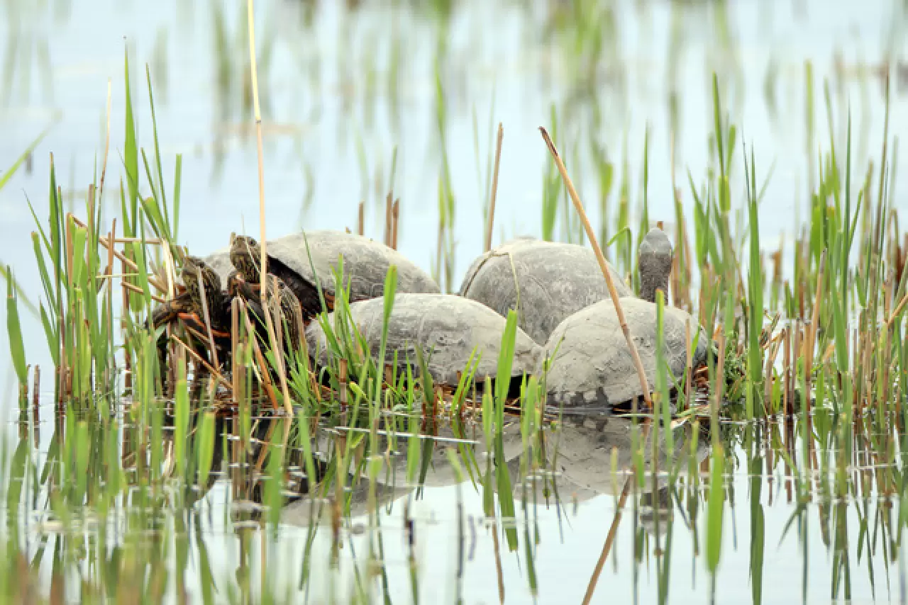 Dünyada sadece Ağrı Dağı'nda yaşıyor 7