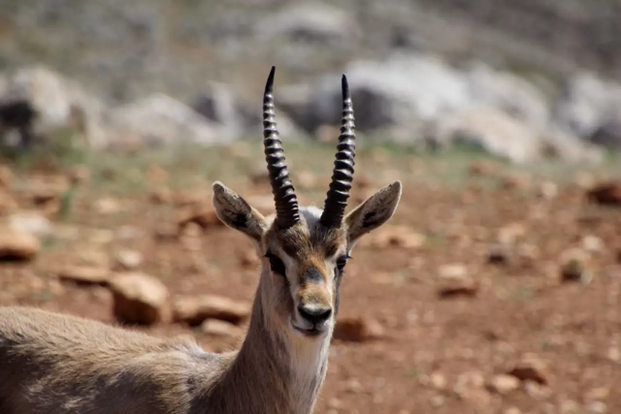Hatay’da kurulan merkez, gazella gazella türünü korumaya aldı 7