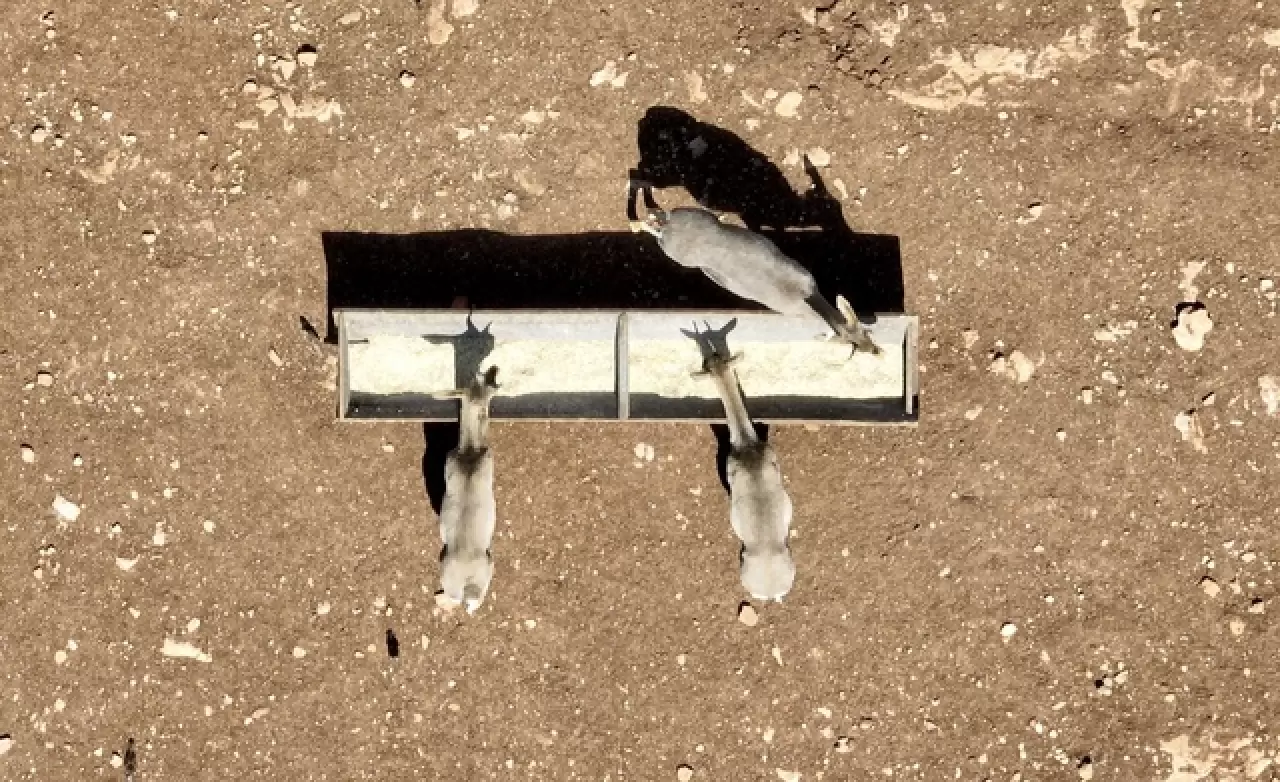 Hatay’da kurulan merkez, gazella gazella türünü korumaya aldı 3