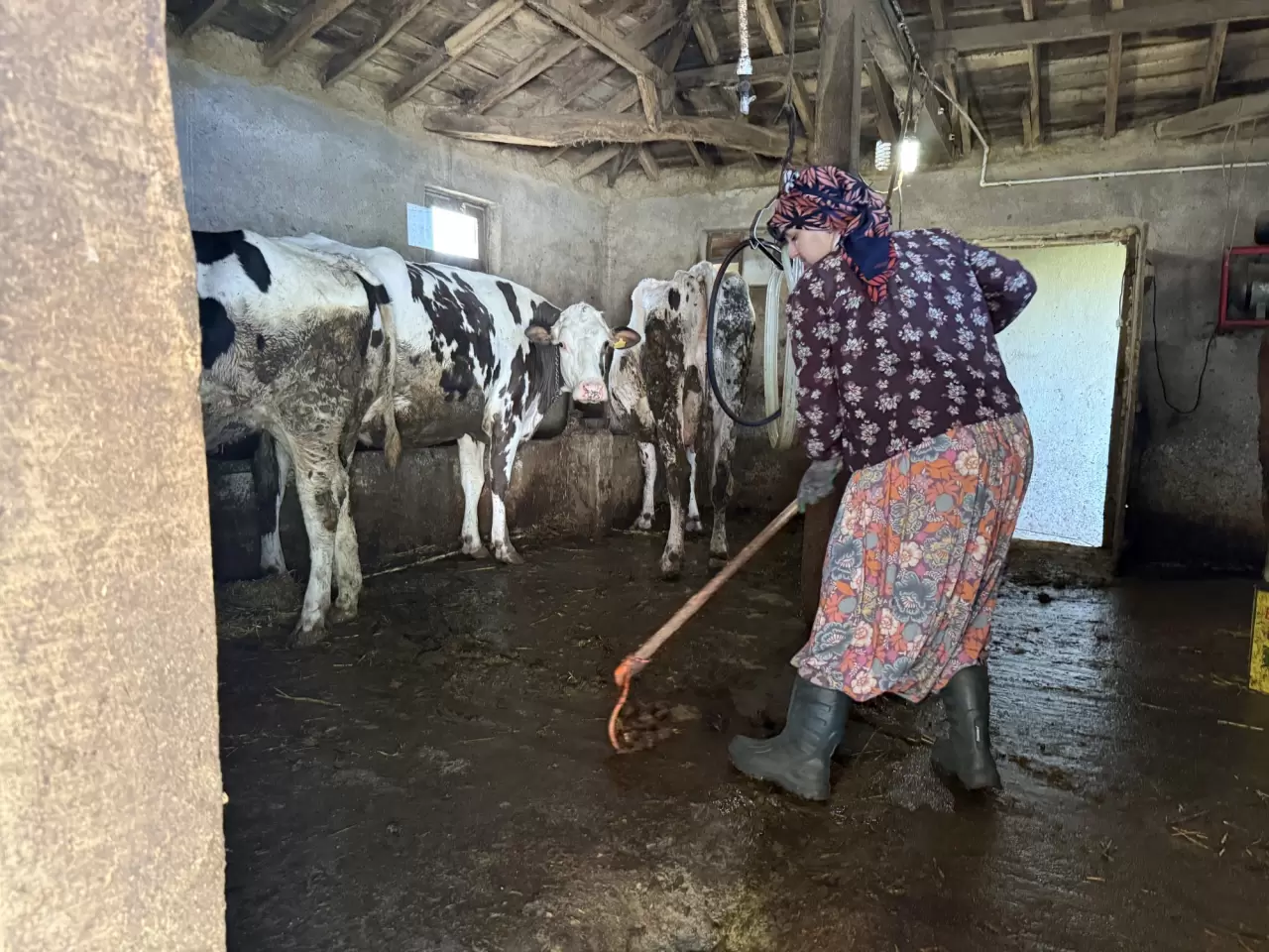 Üniversiteli genç hem okuyor, hem çiftçilik yapıyor 4