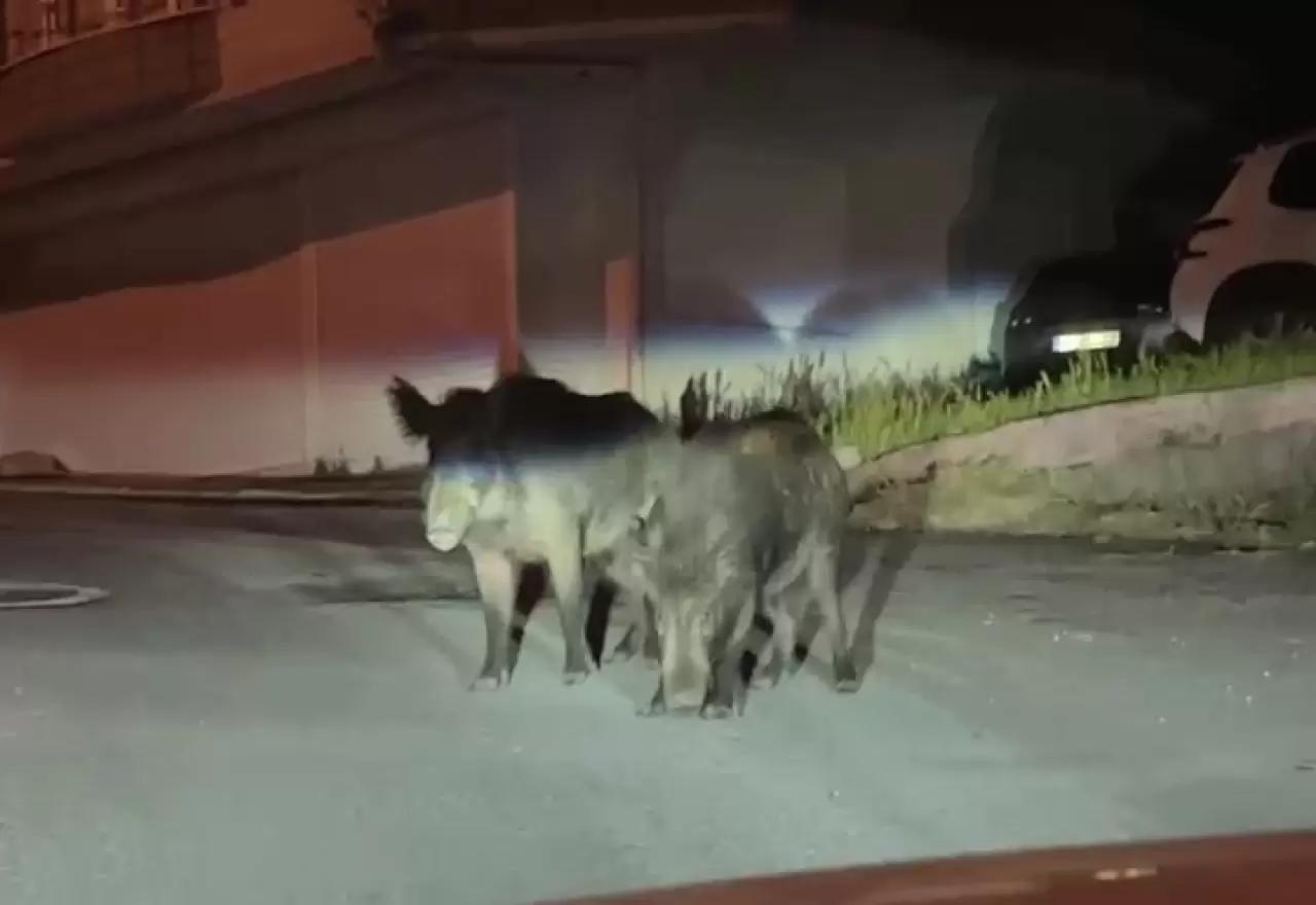 Ordu'da aç kalan yaban domuzları sokakları mesken tuttu 1