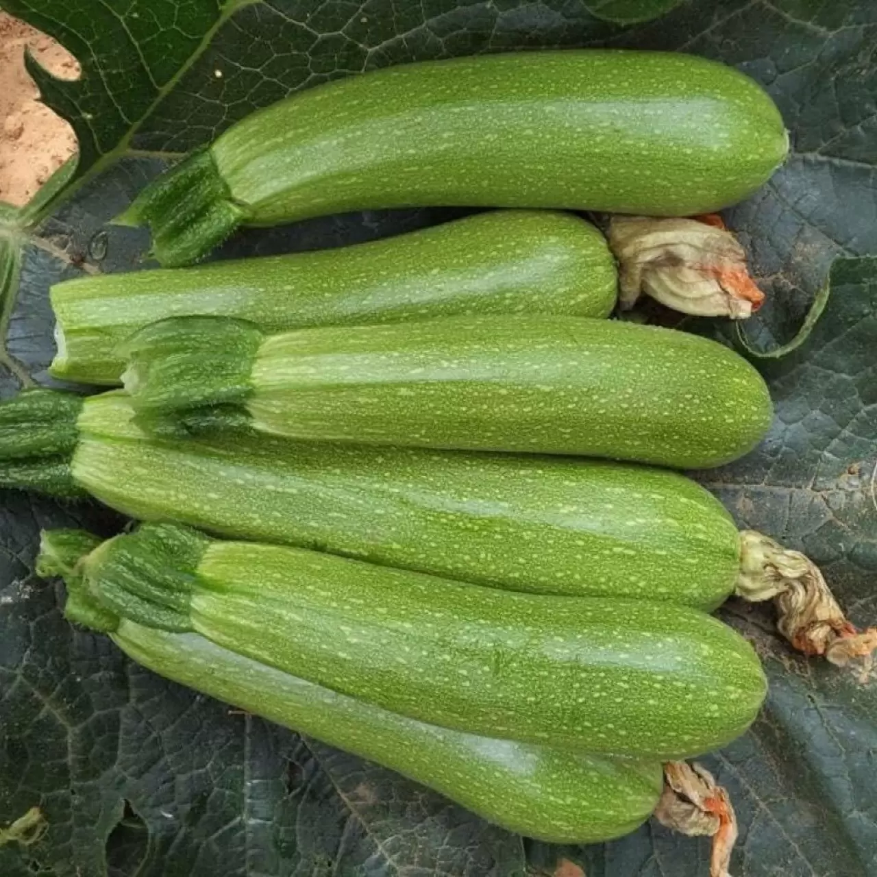 İşte En Çok Su İçeren Meyve ve Sebzeler 7