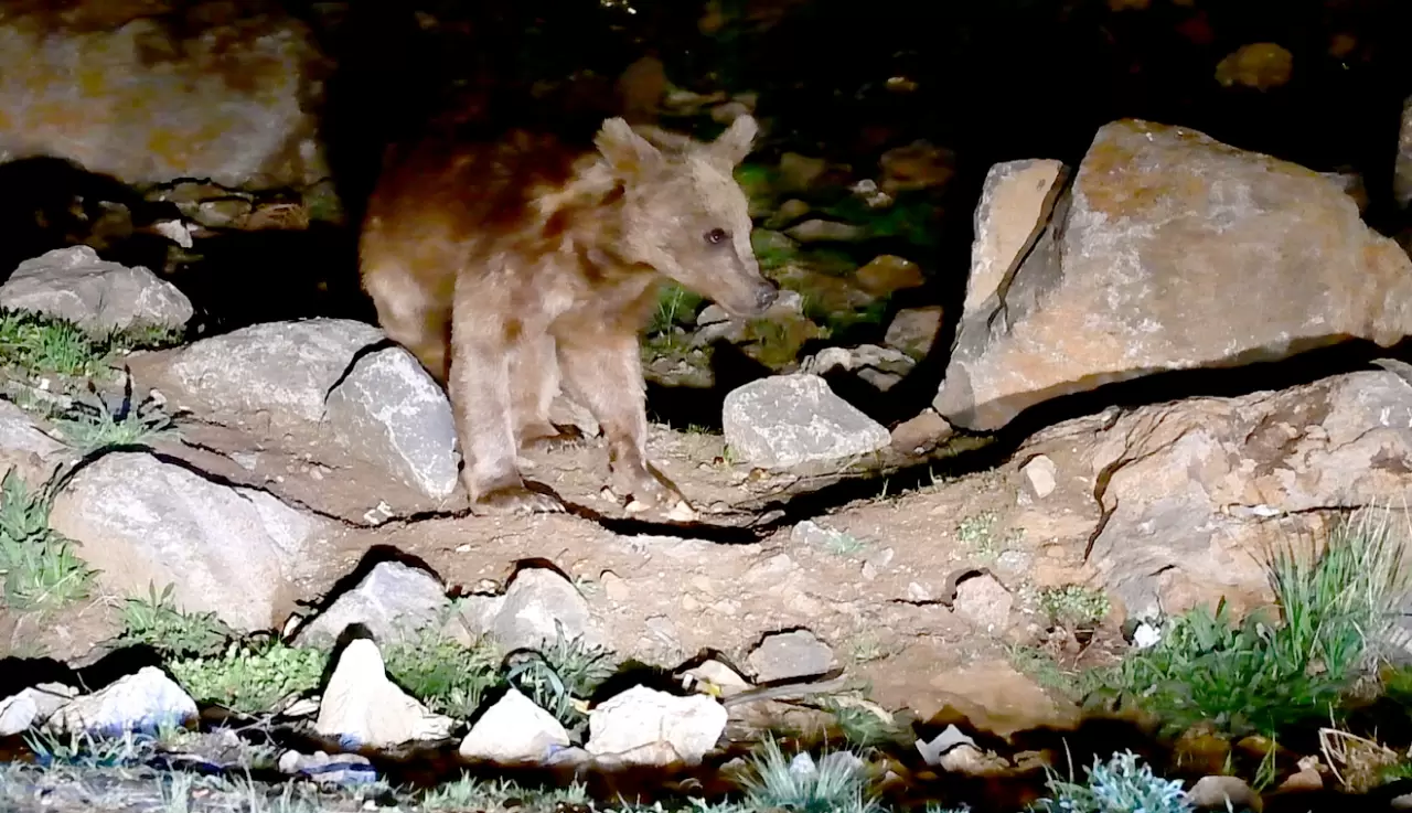 Kars'ta mahalleye inen bozayı yiyecek ararken görüntülendi 2