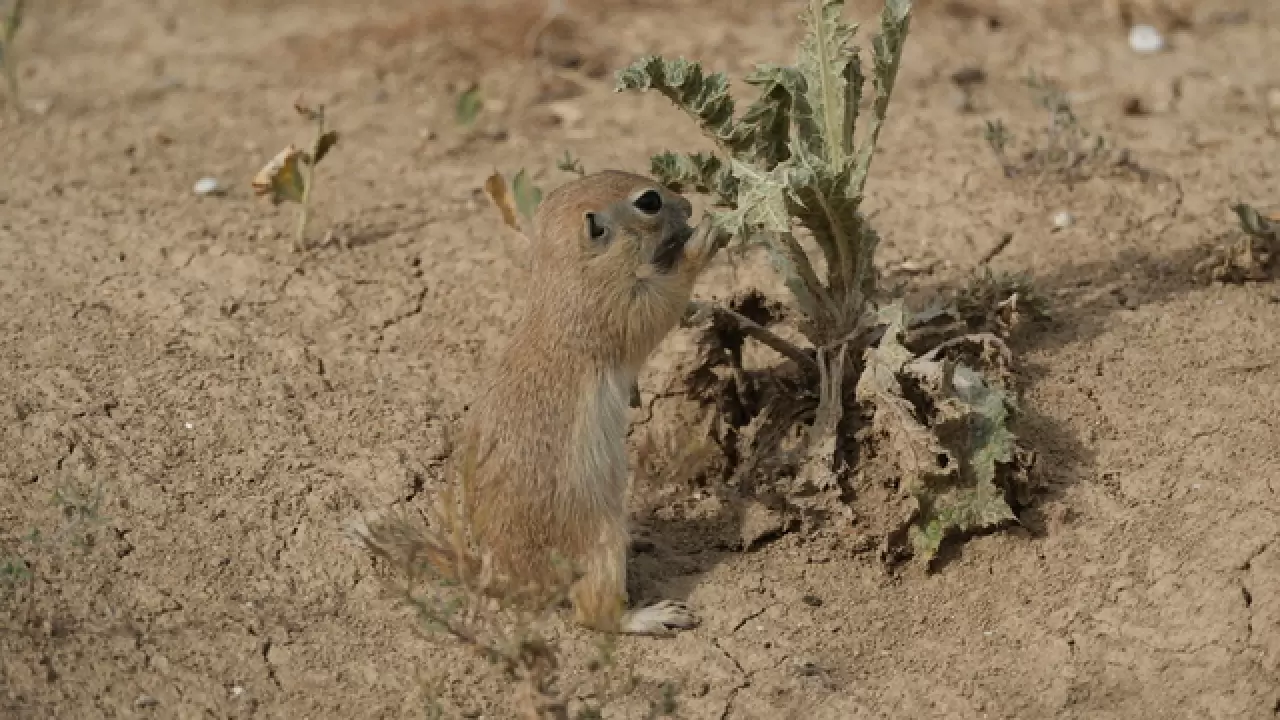 Anadolu yer sincapları çayırlık bölgede doğa fotoğrafçısına yakalandı 8