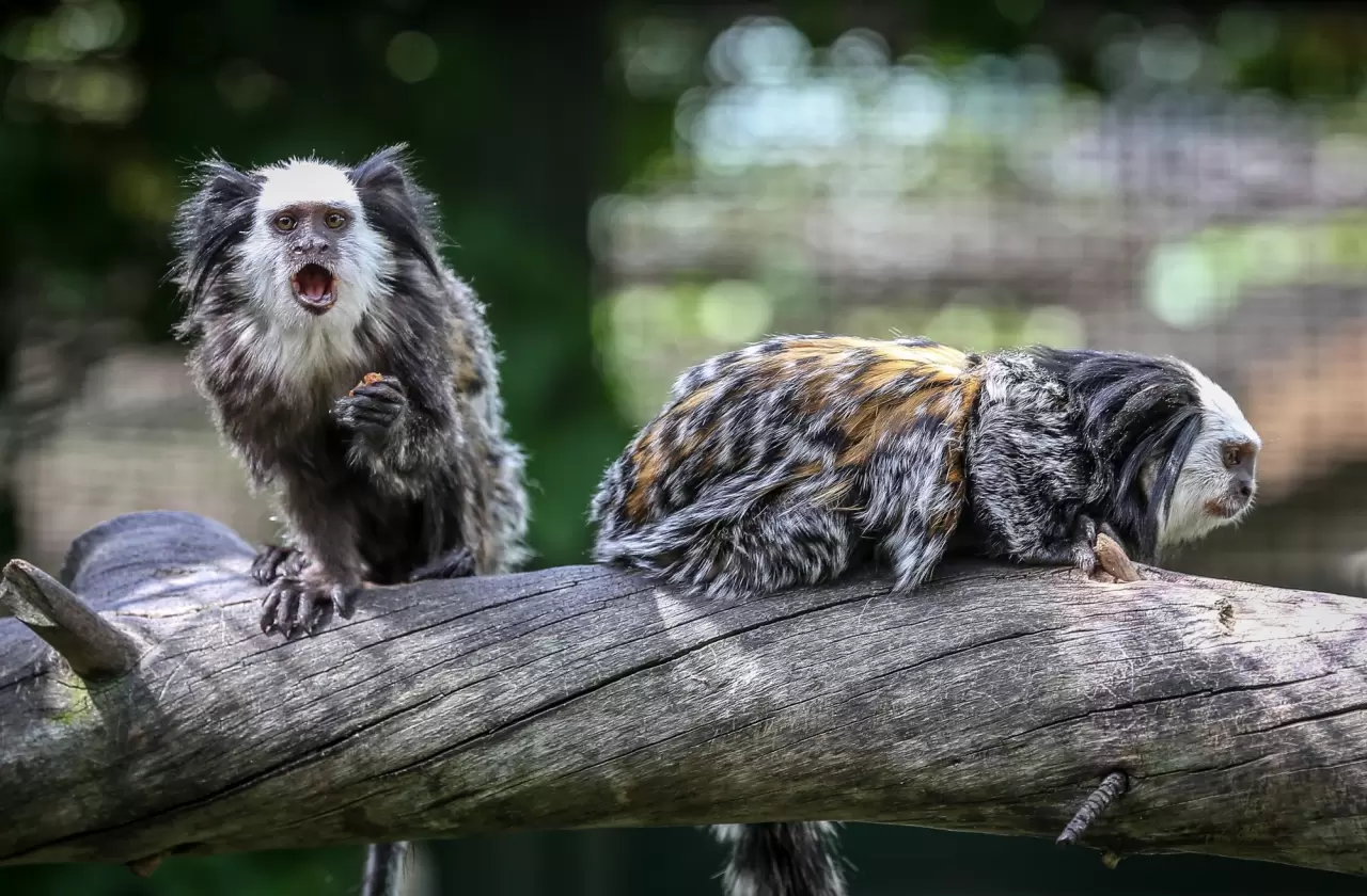 Bursa Hayvanat Bahçesi'nin küçük sakinleri 2