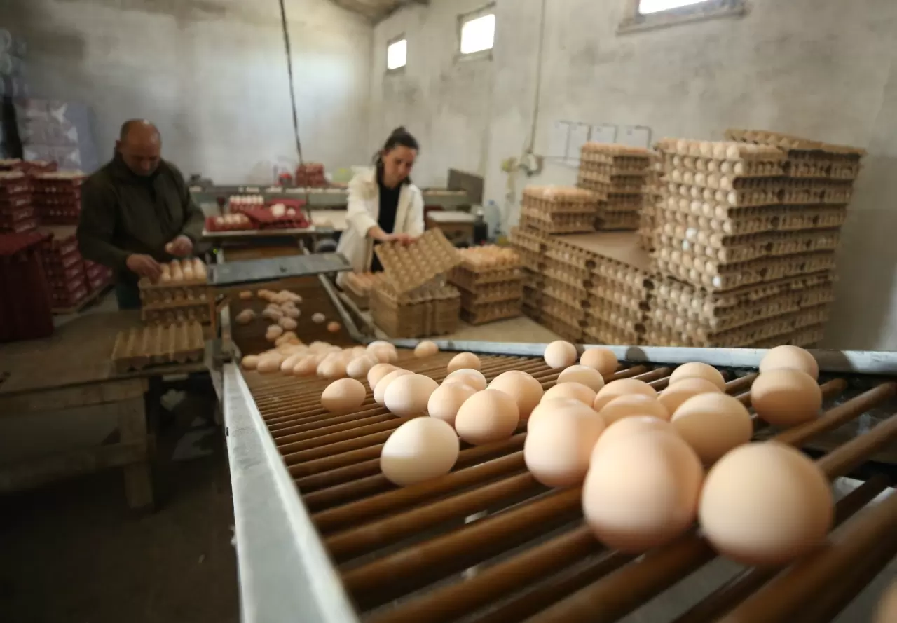 Yapay zekayı ile tavuk yetiştirecek 1