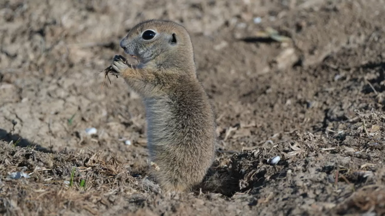 Anadolu yer sincapları çayırlık bölgede doğa fotoğrafçısına yakalandı 6