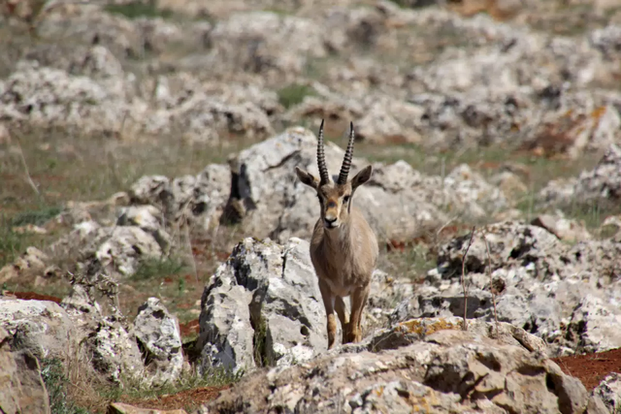 Hatay’da kurulan merkez, gazella gazella türünü korumaya aldı 8