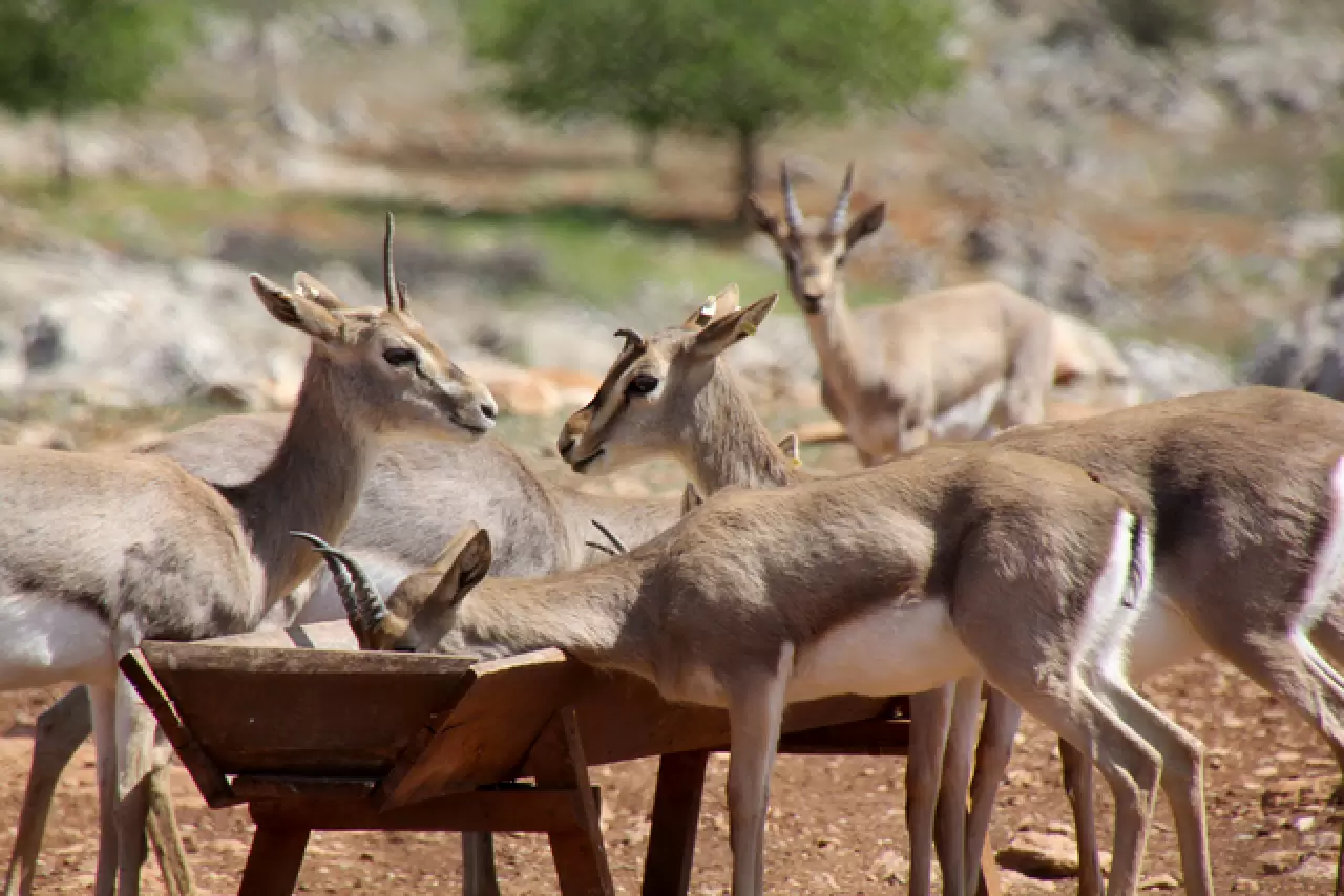 Hatay’da kurulan merkez, gazella gazella türünü korumaya aldı 5