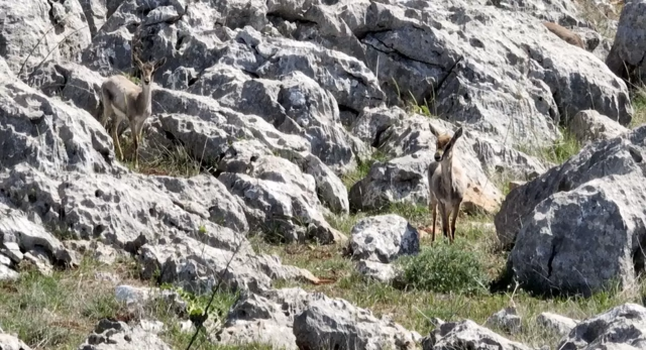 Hatay’da kurulan merkez, gazella gazella türünü korumaya aldı 4
