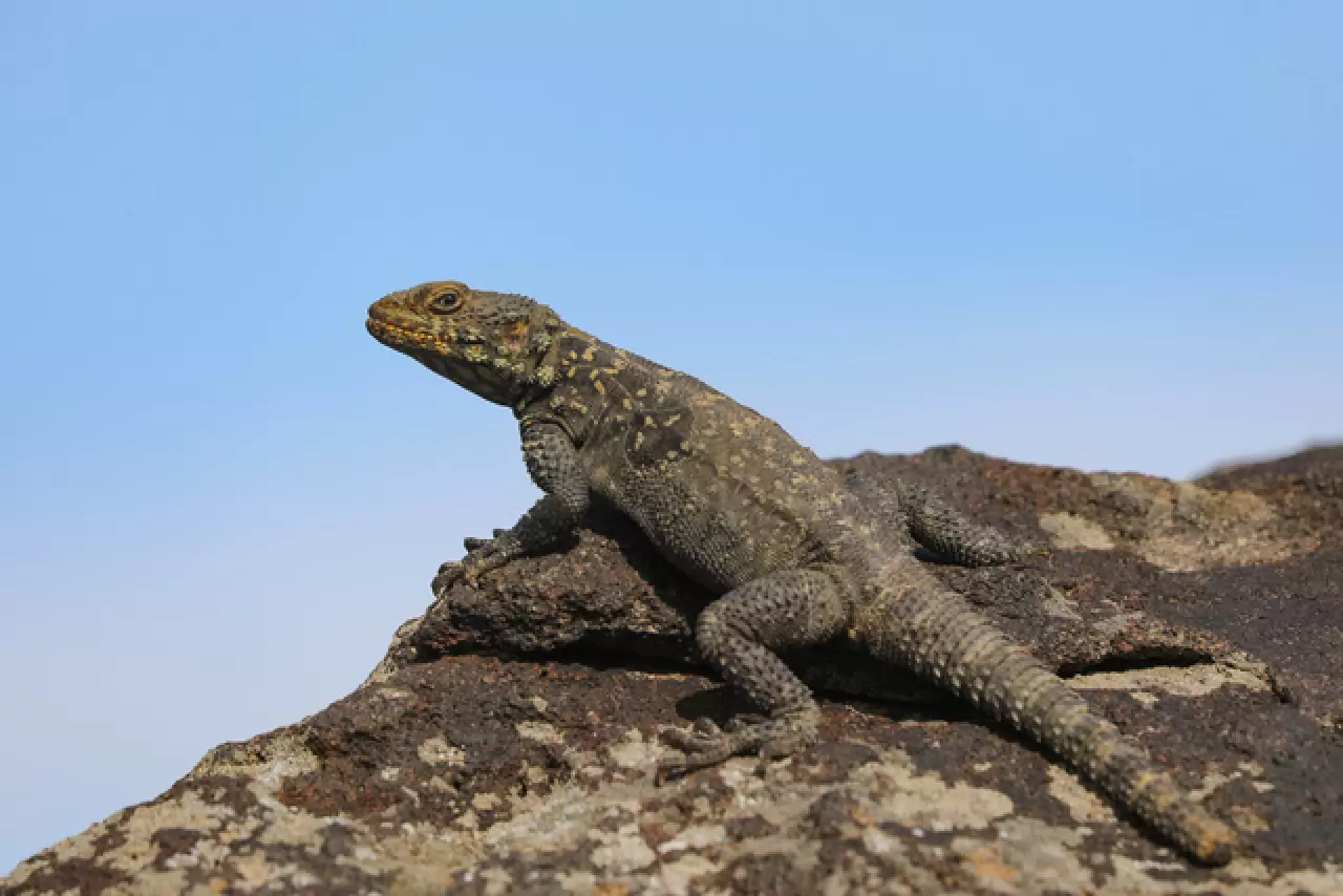 Dünyada sadece Ağrı Dağı'nda yaşıyor 8