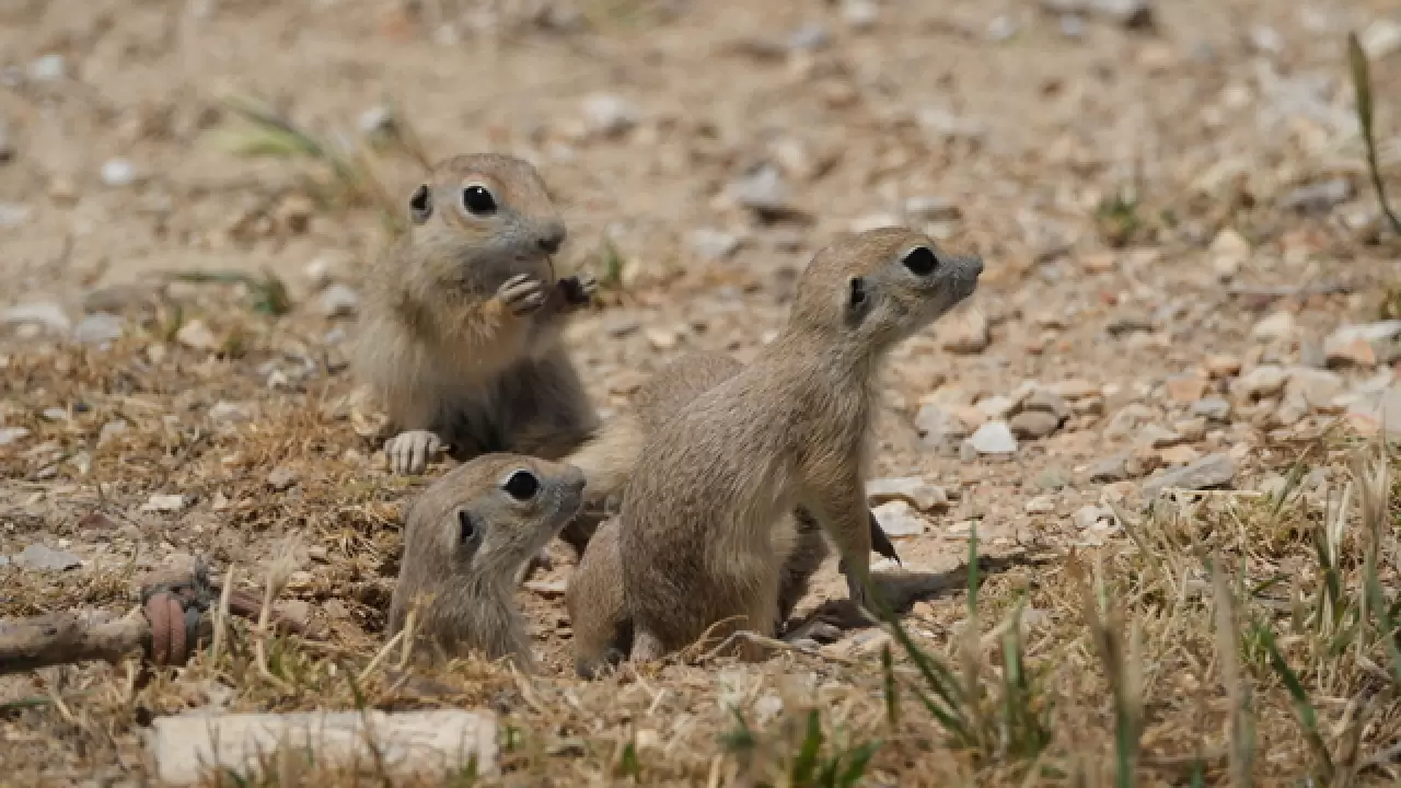 Anadolu yer sincapları çayırlık bölgede doğa fotoğrafçısına yakalandı 4
