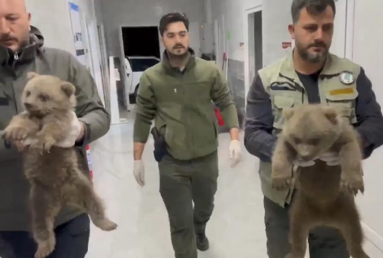 Doğada yalnız bulunan yavru ayılar koruma altına alındı 5