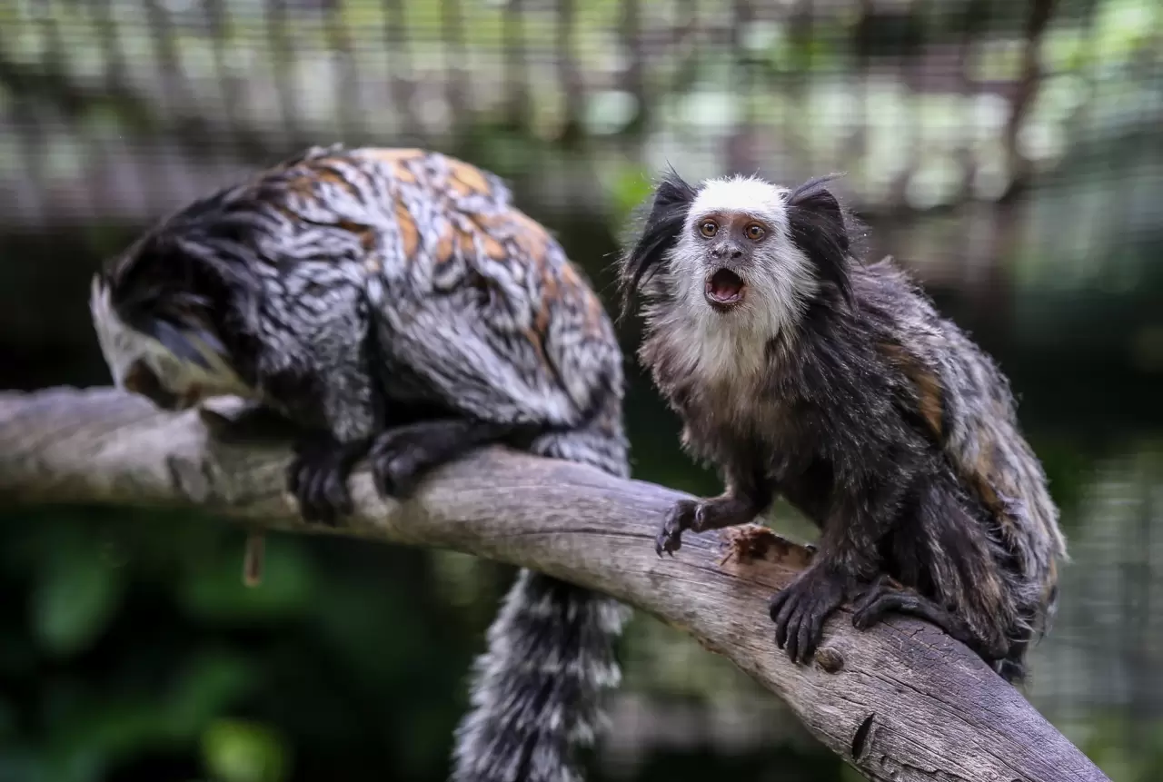 Bursa Hayvanat Bahçesi'nin küçük sakinleri 3