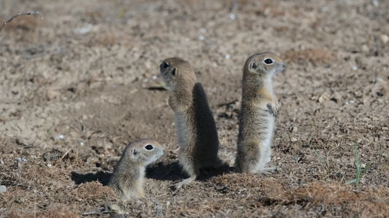 Anadolu yer sincapları çayırlık bölgede doğa fotoğrafçısına yakalandı 3