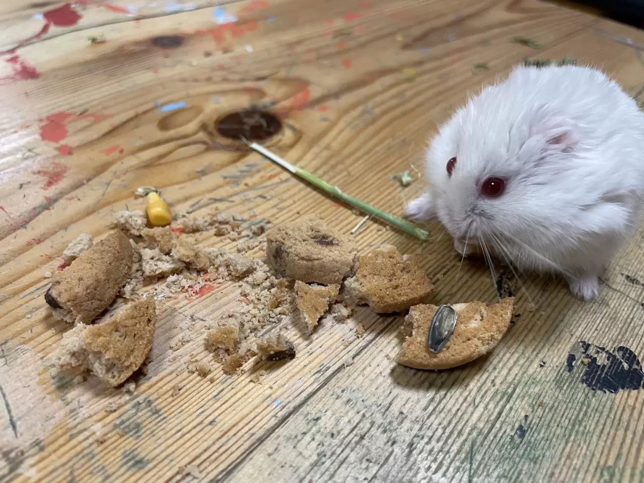 Öğrenciler minik dostları sayesinde derslere motive oluyorlar 3