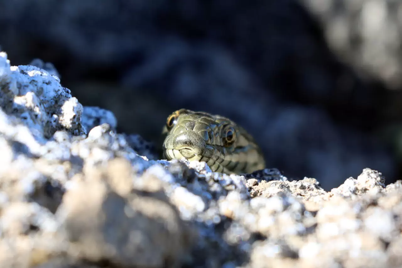 Dünyada sadece Ağrı Dağı'nda yaşıyor 3