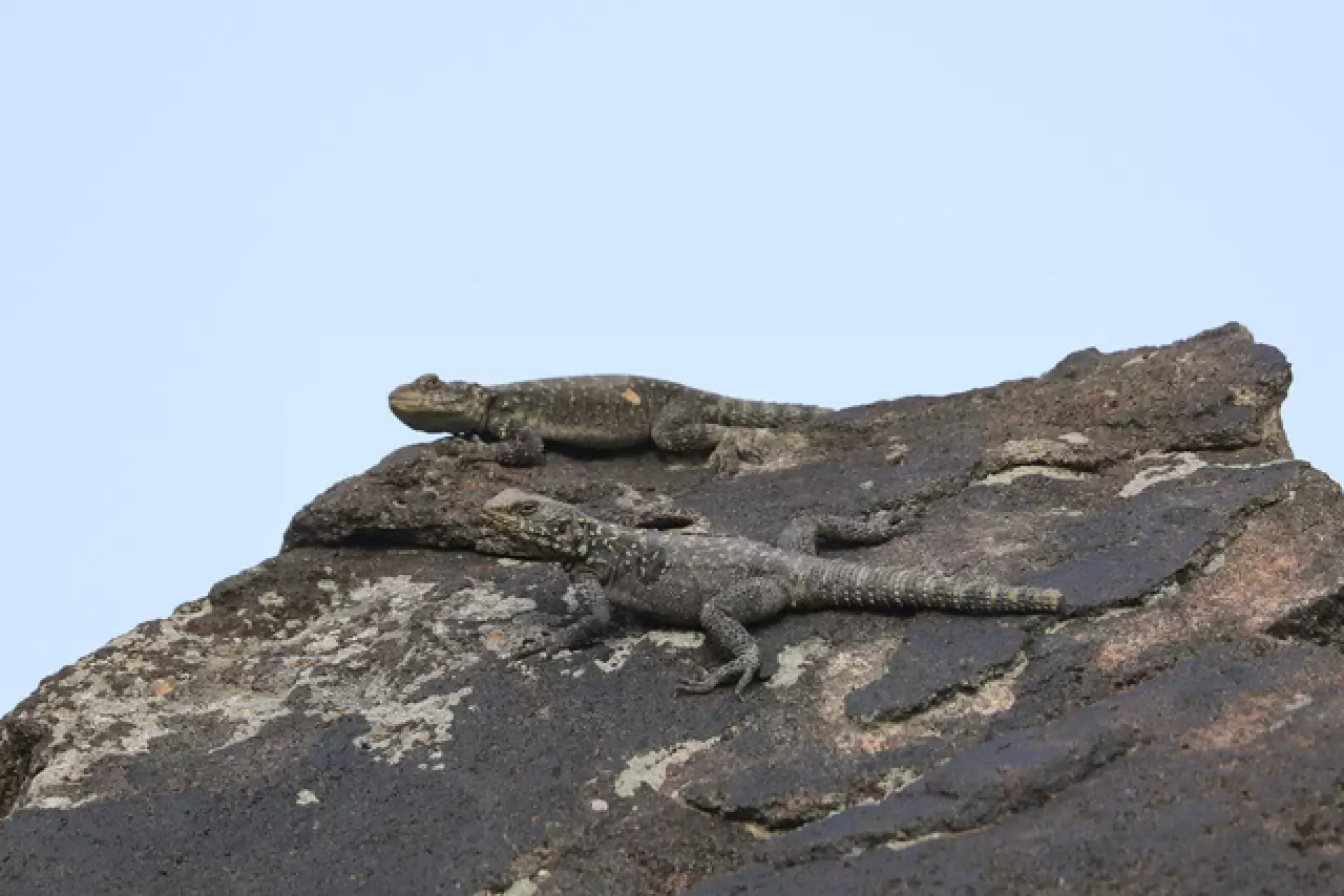 Dünyada sadece Ağrı Dağı'nda yaşıyor 2