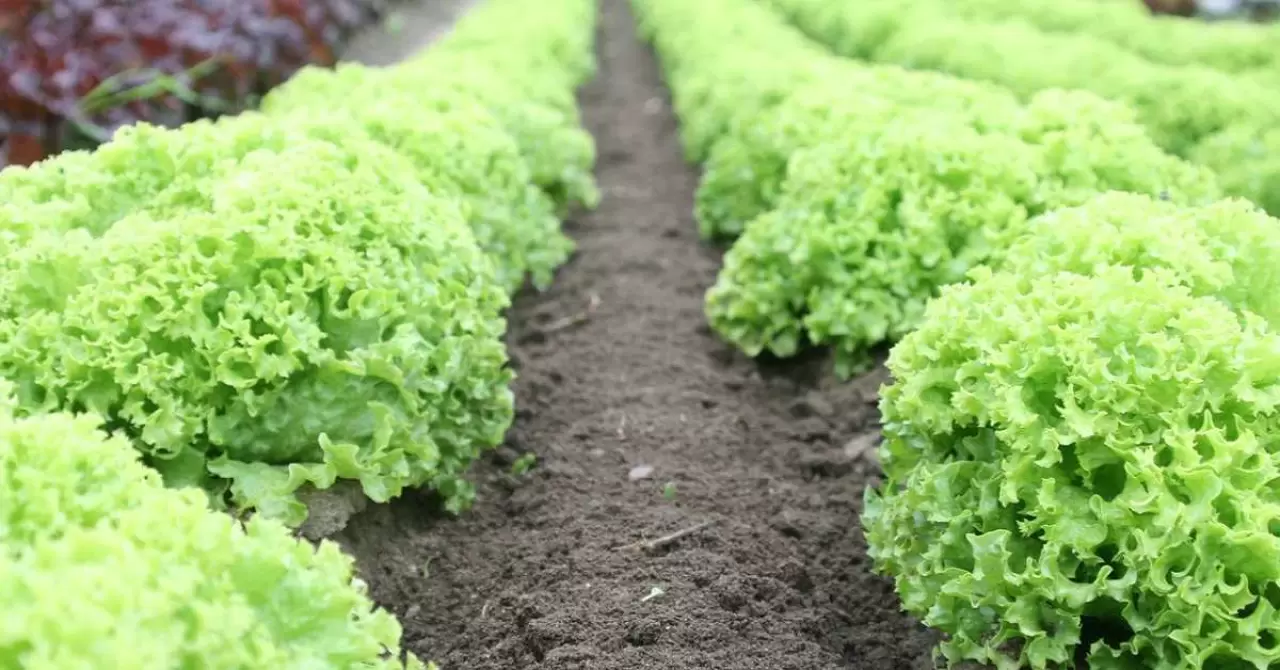 İşte En Çok Su İçeren Meyve ve Sebzeler 6