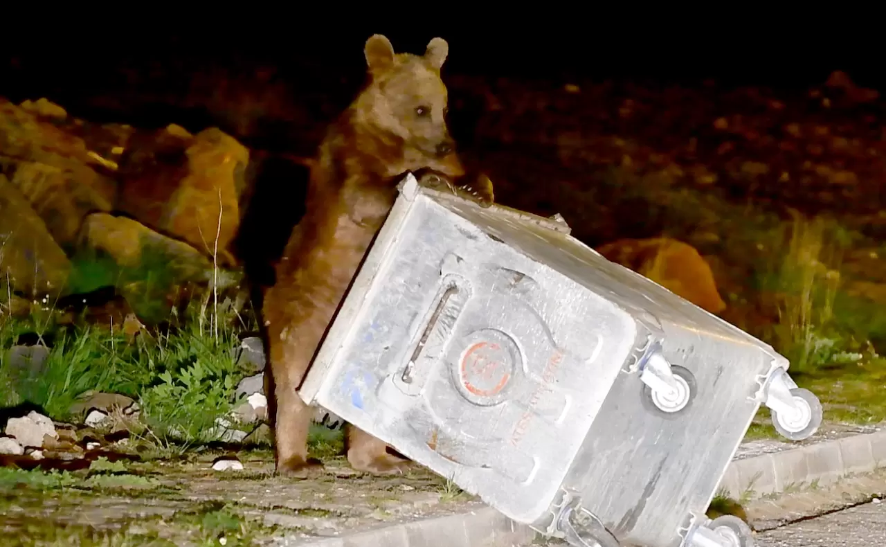 Kars'ta mahalleye inen bozayı yiyecek ararken görüntülendi 1