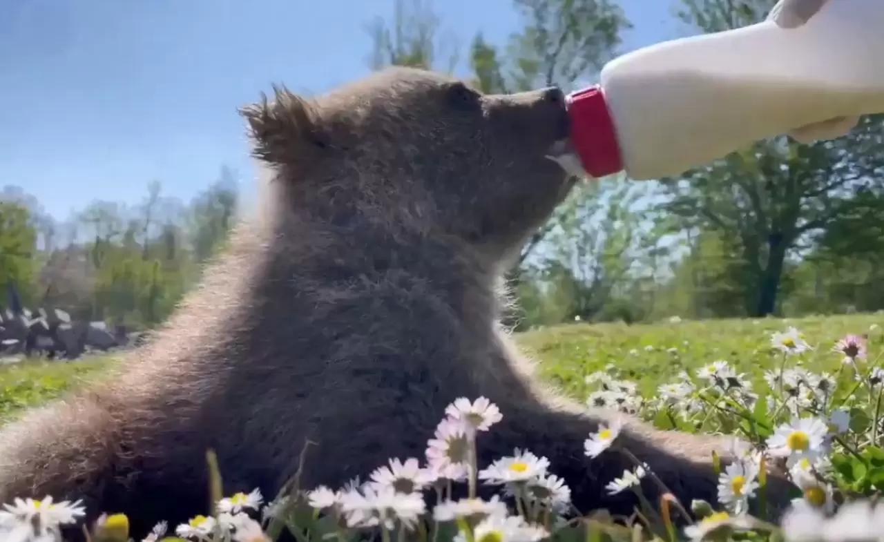 Doğada yalnız bulunan yavru ayılar koruma altına alındı 1