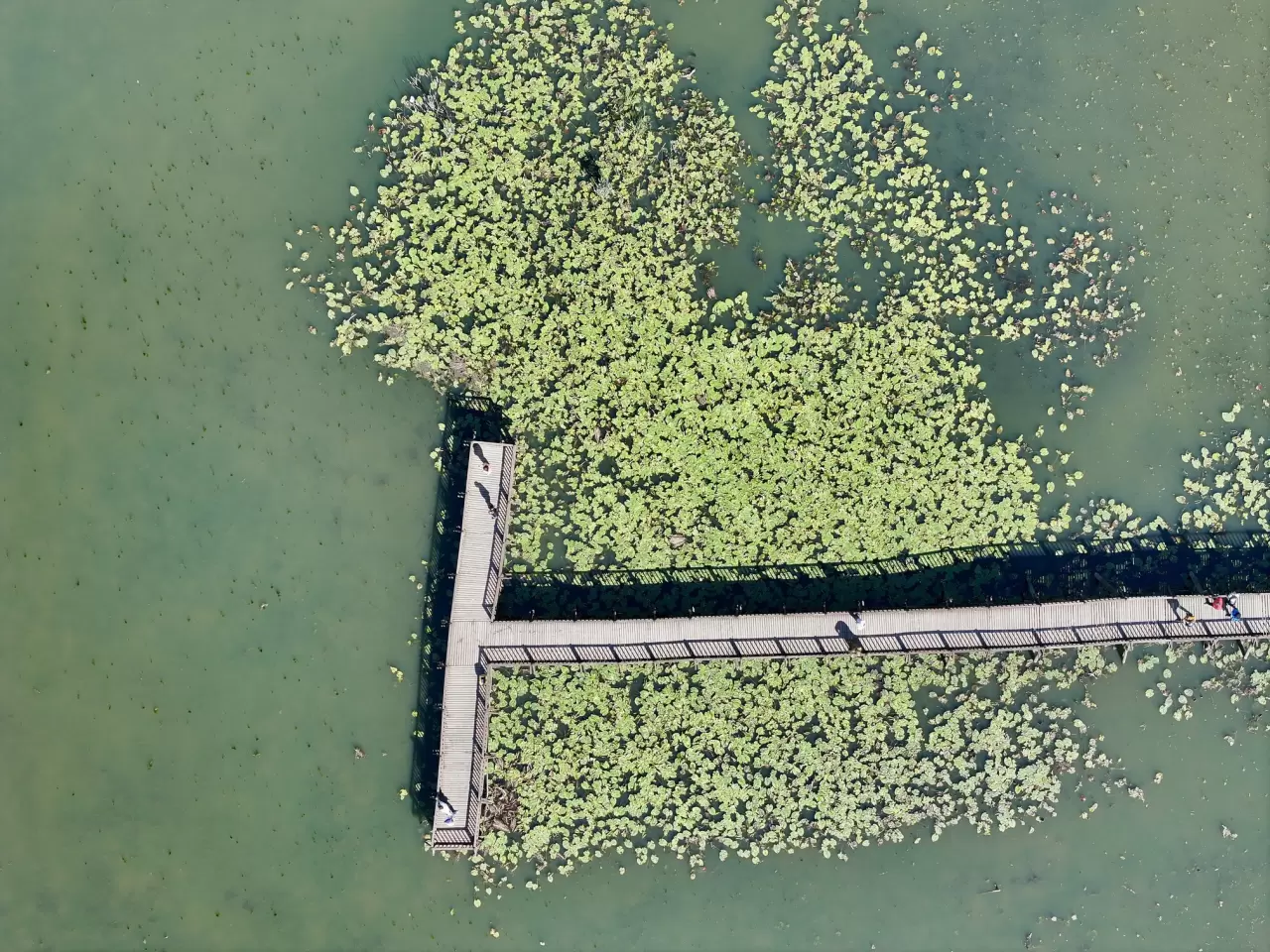 Efteni Gölü Kuş Cenneti hafta sonu doğa tutkunlarını ağırladı 5