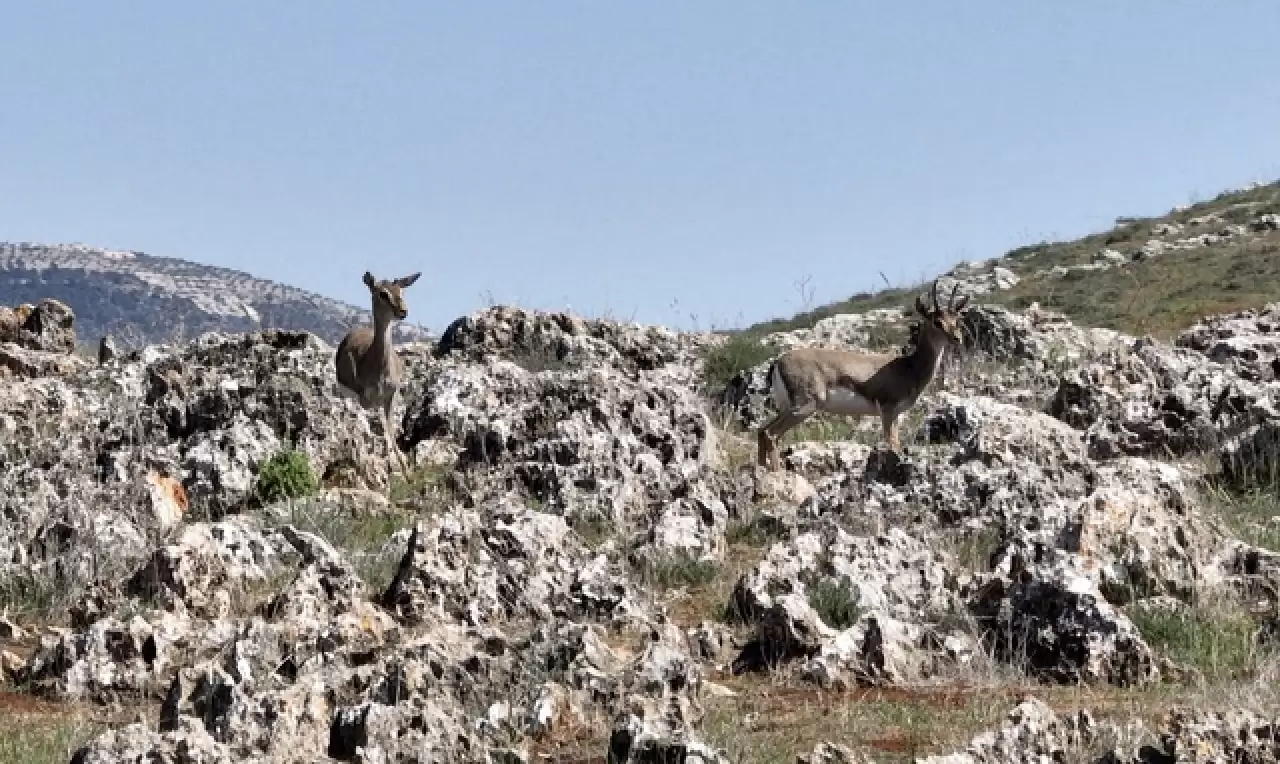Hatay’da kurulan merkez, gazella gazella türünü korumaya aldı 6