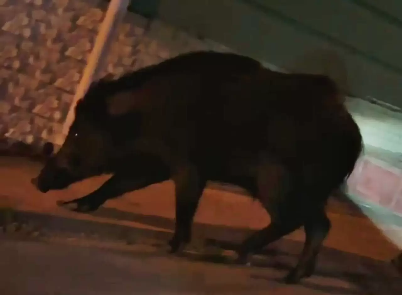 Ordu'da aç kalan yaban domuzları sokakları mesken tuttu 4