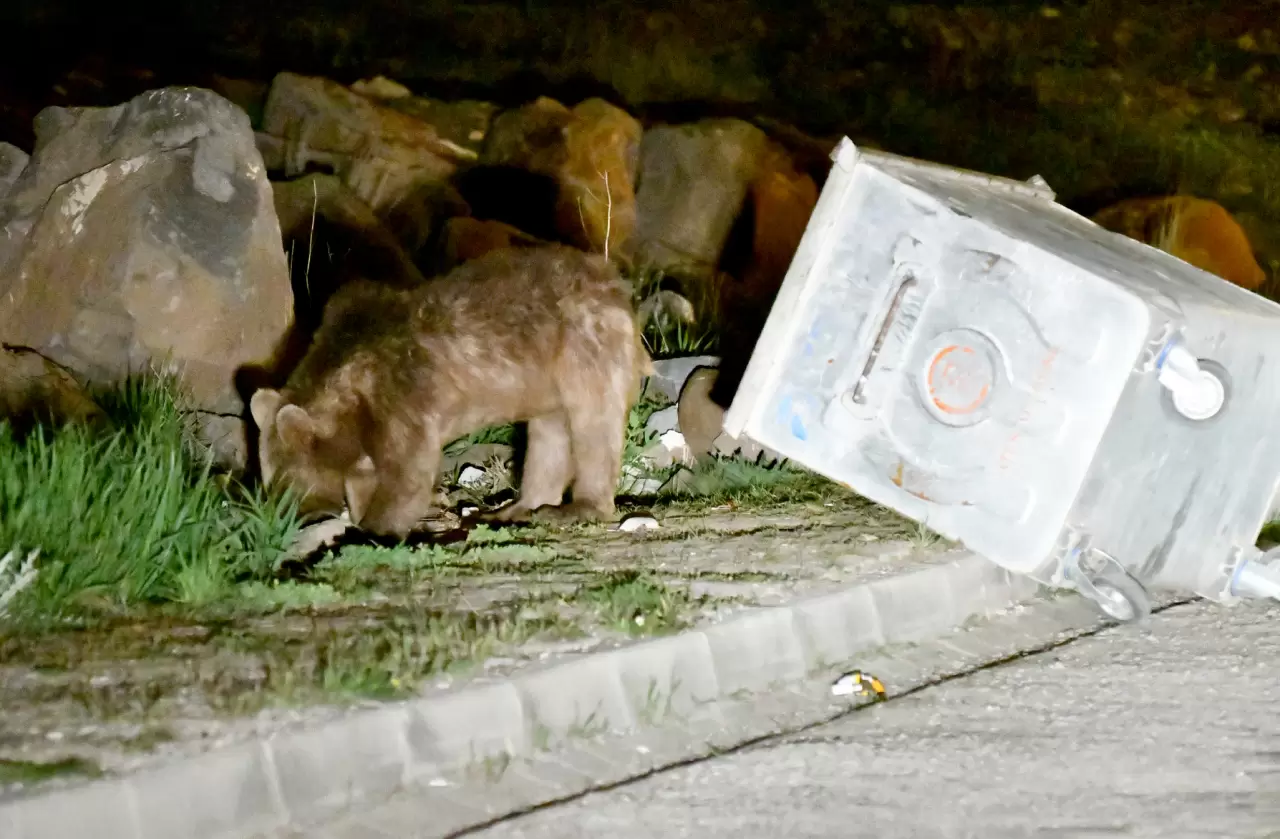 Kars'ta mahalleye inen bozayı yiyecek ararken görüntülendi 3