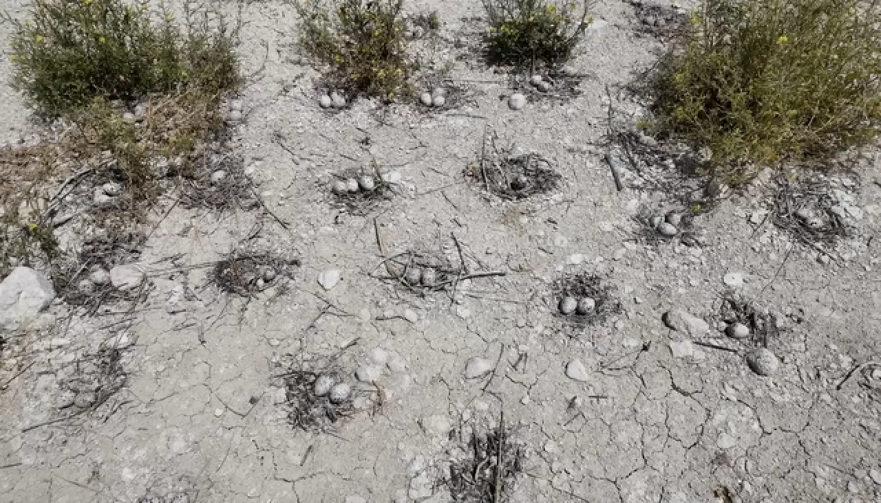 Adıyaman'da sadece martılara ait olan eşsiz doğa adası 3