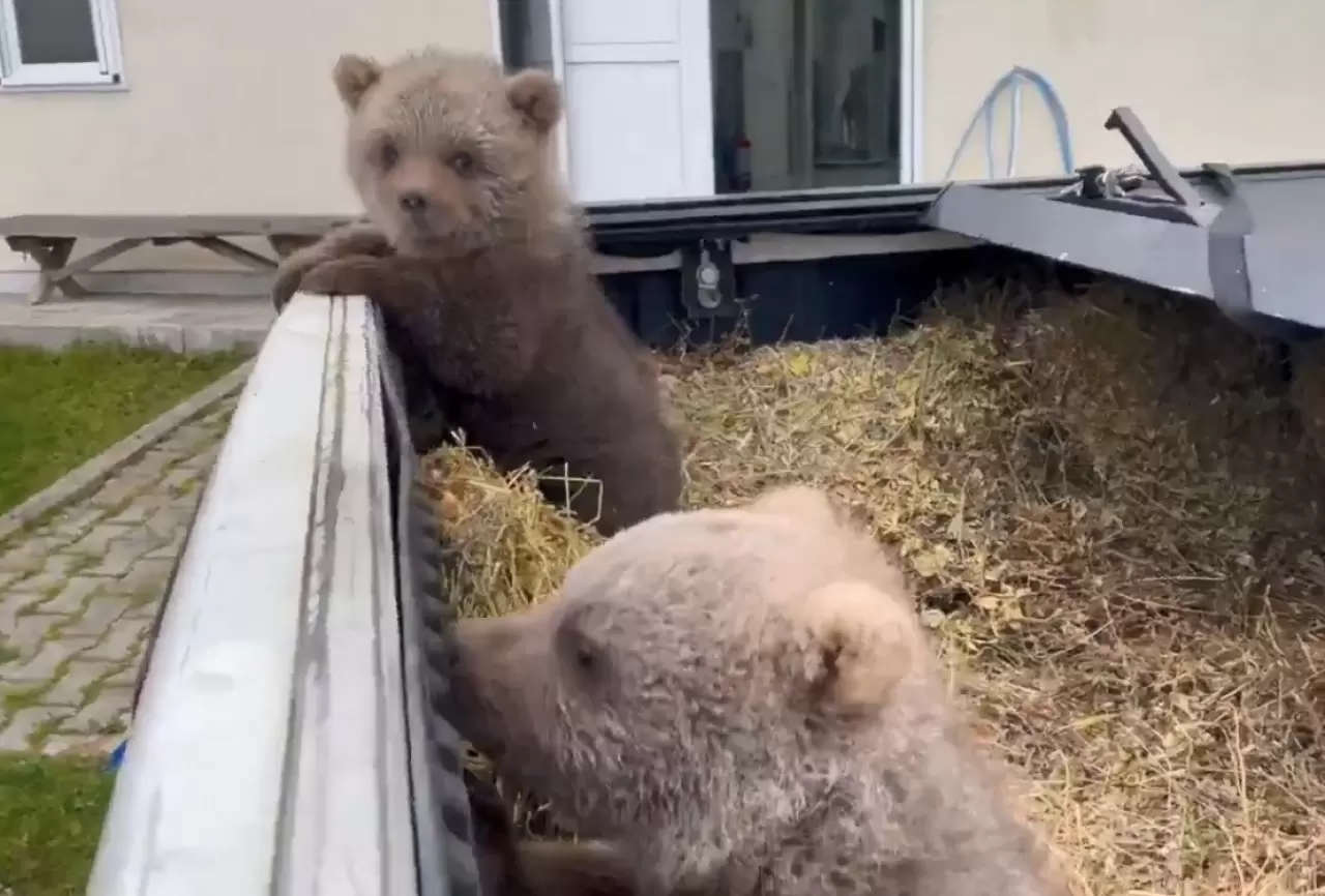 Doğada yalnız bulunan yavru ayılar koruma altına alındı 2